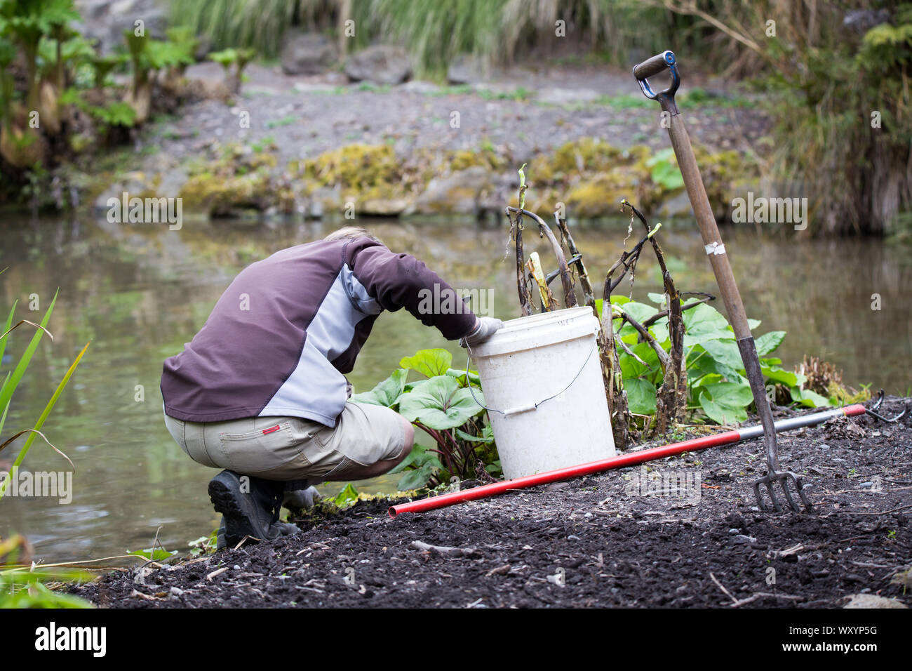 A gardener works away weeding the gardens surrounding a lake in the Christchurch Botanical Gardens, New Zealand Stock Photo