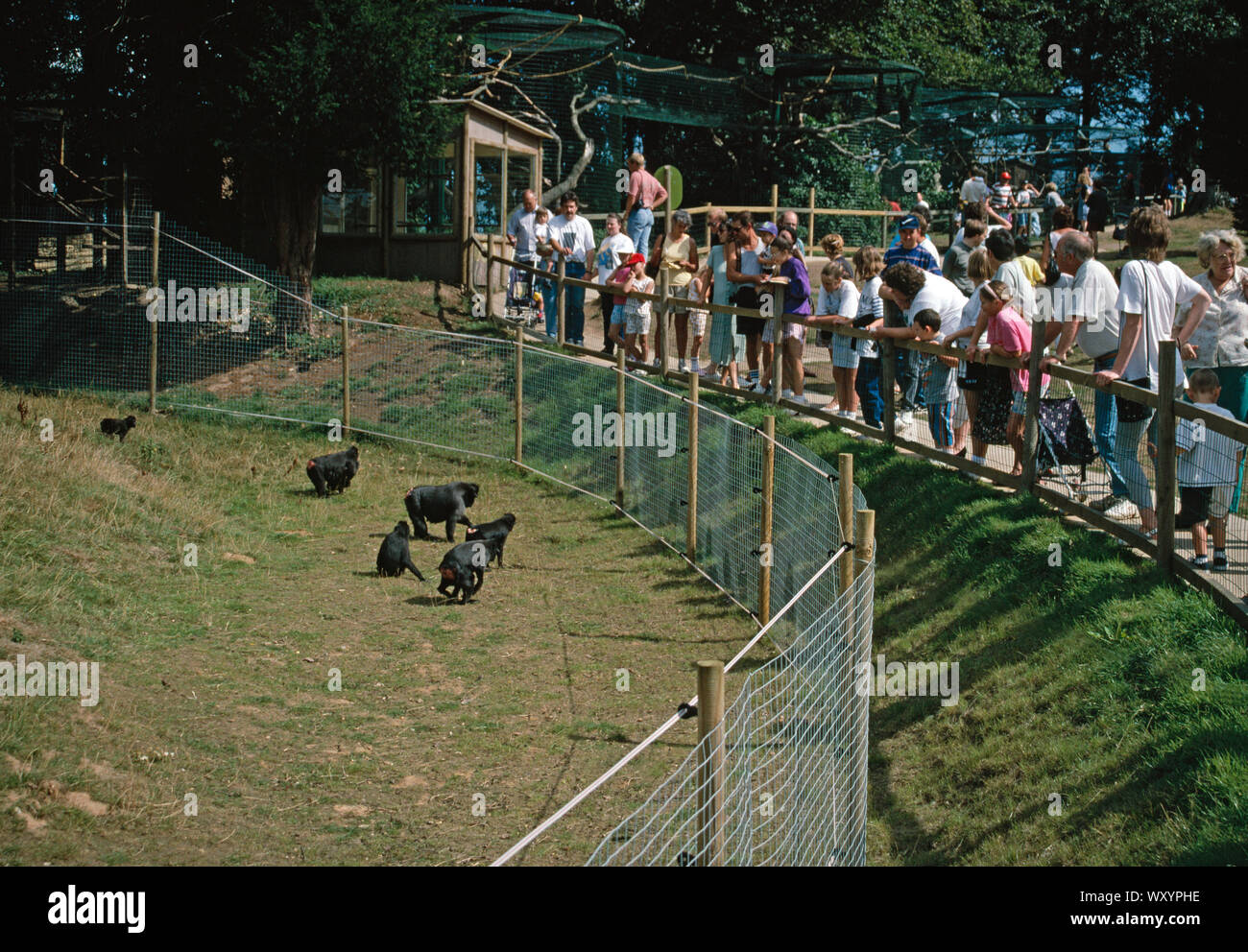 SULAWESI CRESTED MACAQUES Macaca nigra in enclosure, watched by visitors,  holiday makers, families, tourists Thrigby  Hall Wildlife Gardens, Norfolk, Stock Photo