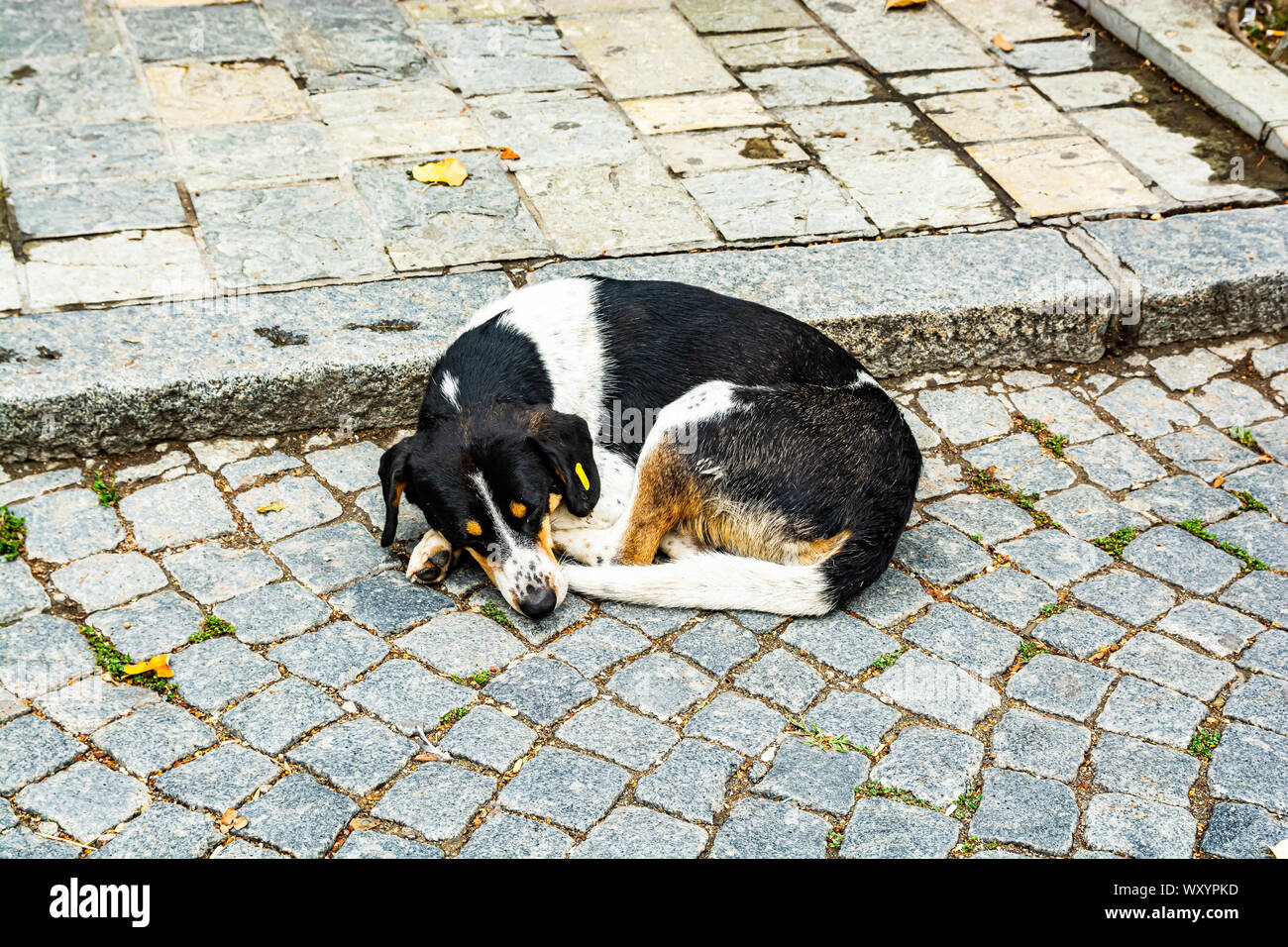 Stray black and white dog with yellow mark in ear sleeping on the street of Prizren, Kosovo Stock Photo