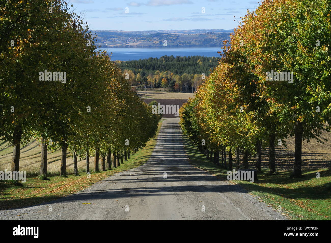long avenue of trees, lake, Norway Stock Photo