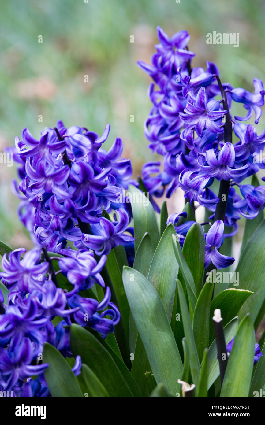 Beautiful flowering purple Hyacinths signal spring is here with their vibrant color and fragrance Stock Photo