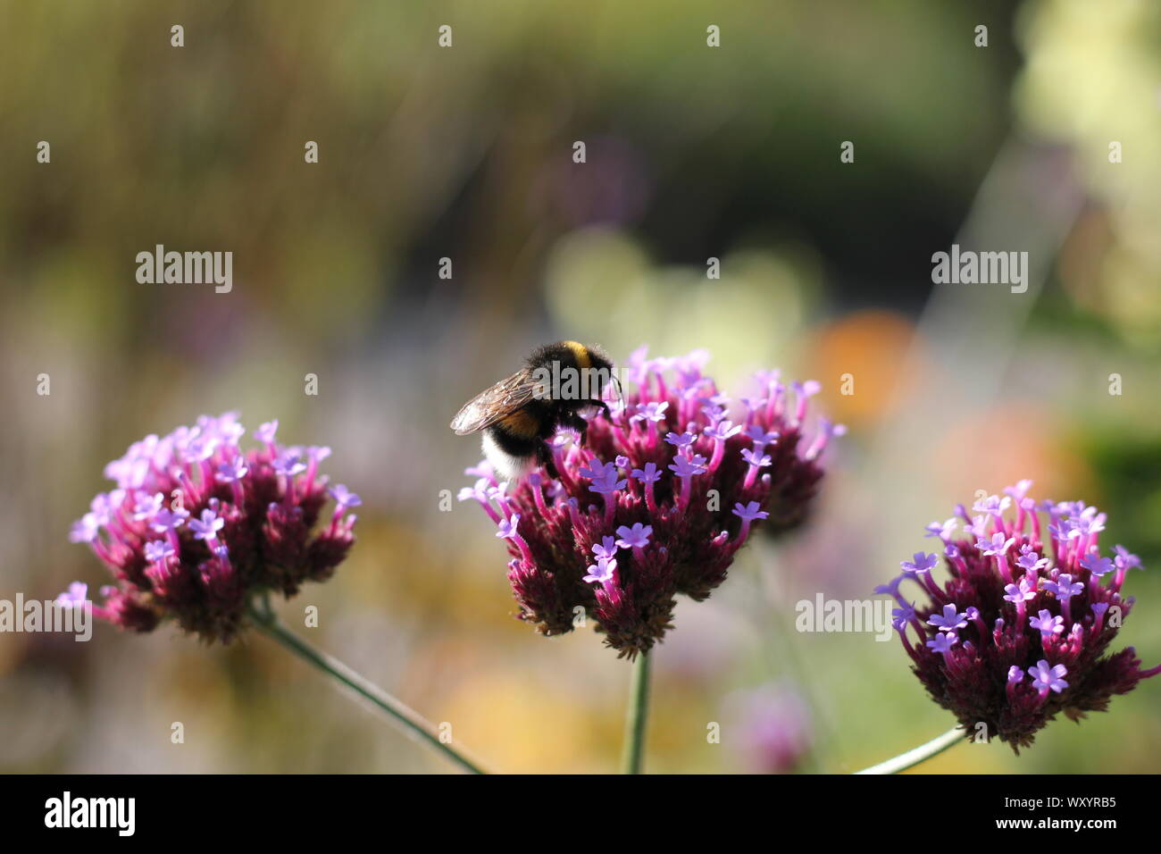 Verbena officinalis, common verbena, Eisenkraut, Bumblebee collecting pollen. Stock Photo