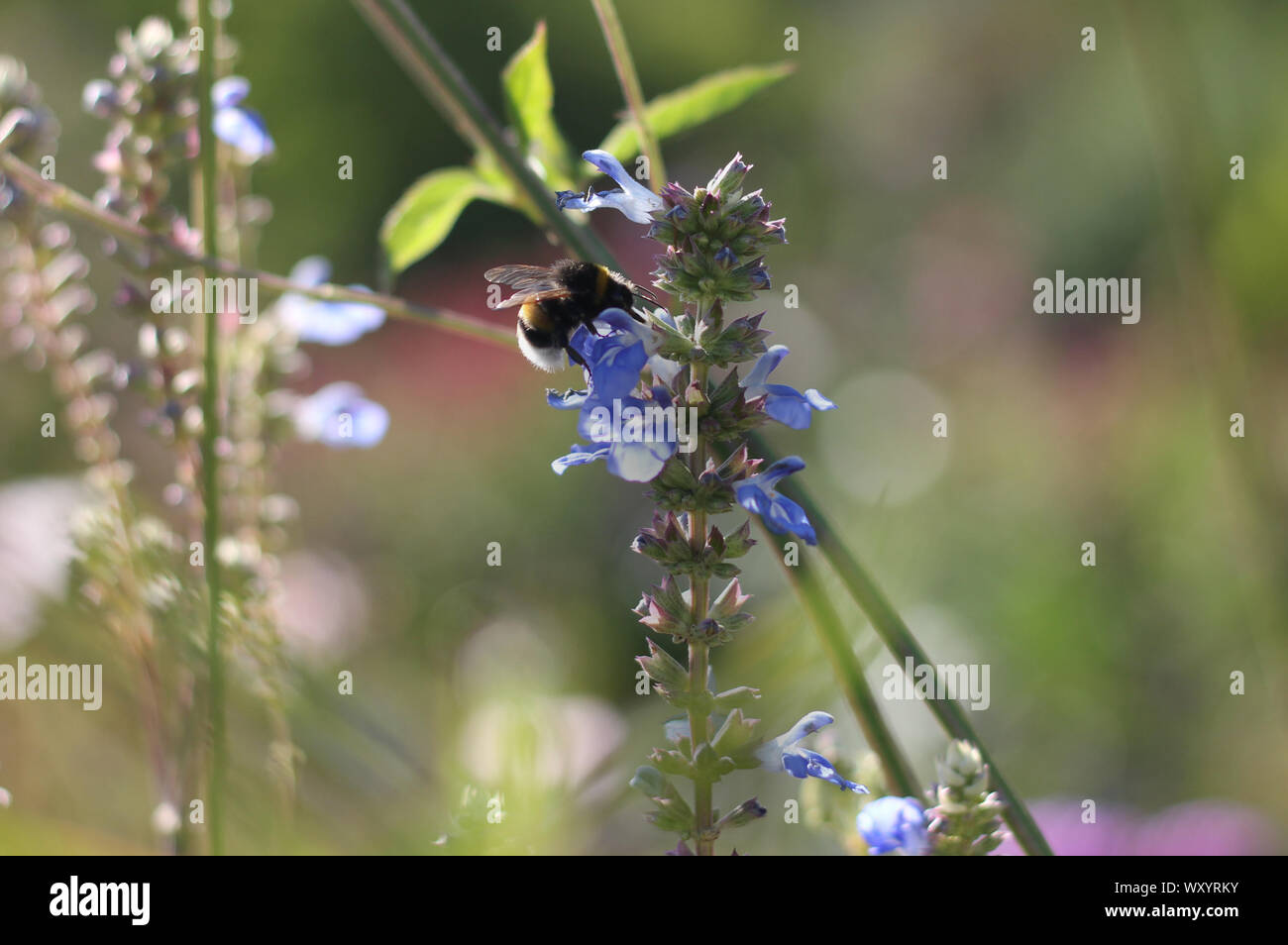Humble-bee collecting pollen on blue bonnets or lupine. Stock Photo
