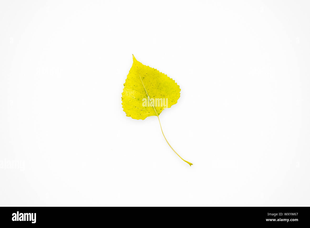 Single yellow Autumn leaf isolated on white Stock Photo - Alamy