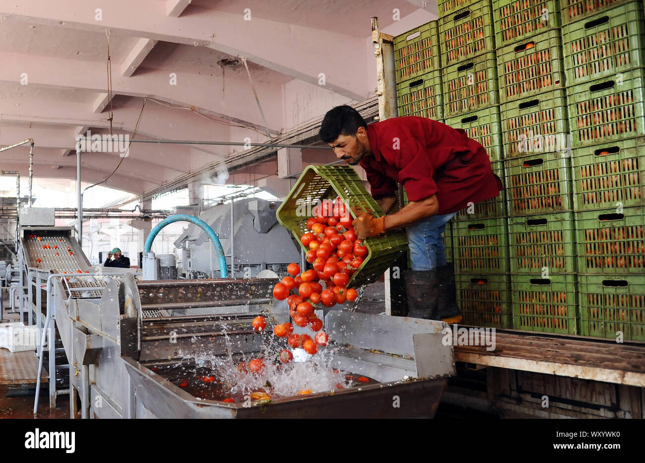 Damascus, Syria. 18th Sep, 2019. A Syrian worker prepares tomatoes to make tomato paste in a factory in Damascus, Syria, on Sept. 18, 2019. The tomato harvest in Syria had been affected with the rebels in control of parts of the southern region before the Syrian army recaptured key agricultural areas. Credit: Ammar Safarjalani/Xinhua Stock Photo