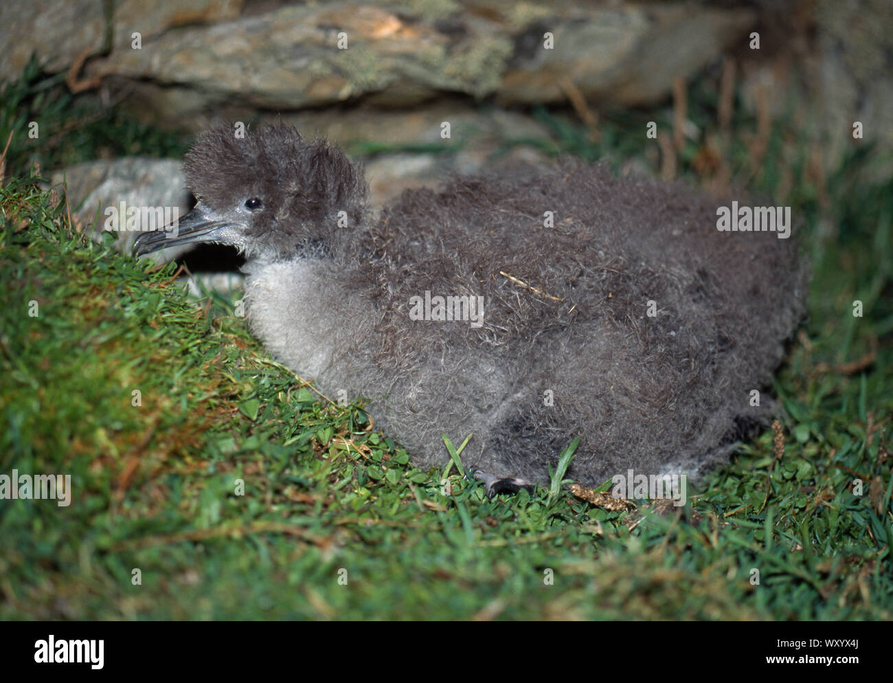 Manx shearwater nest hires stock photography and images Alamy