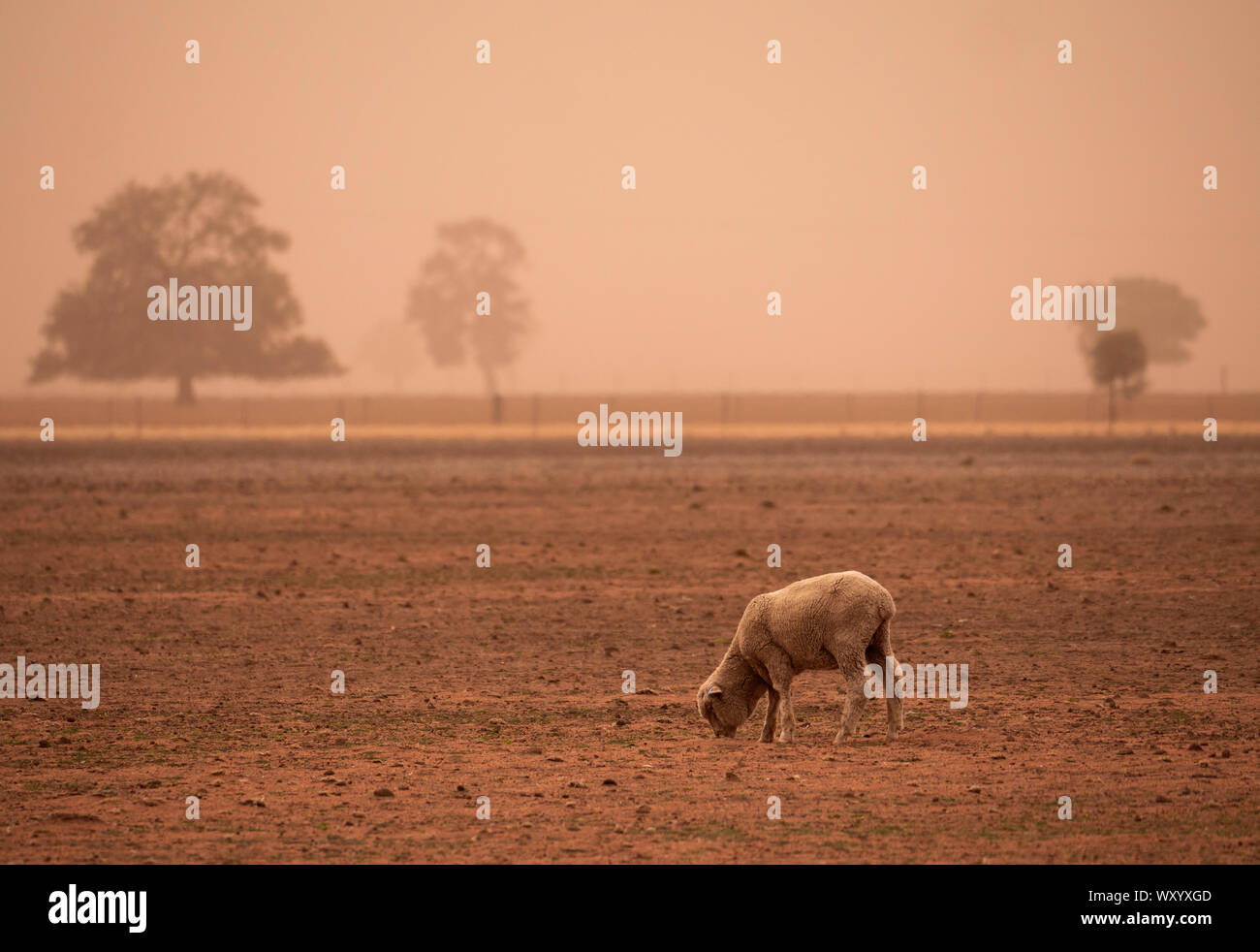 Sheep searching for something to eat in a dry dusty paddock during a