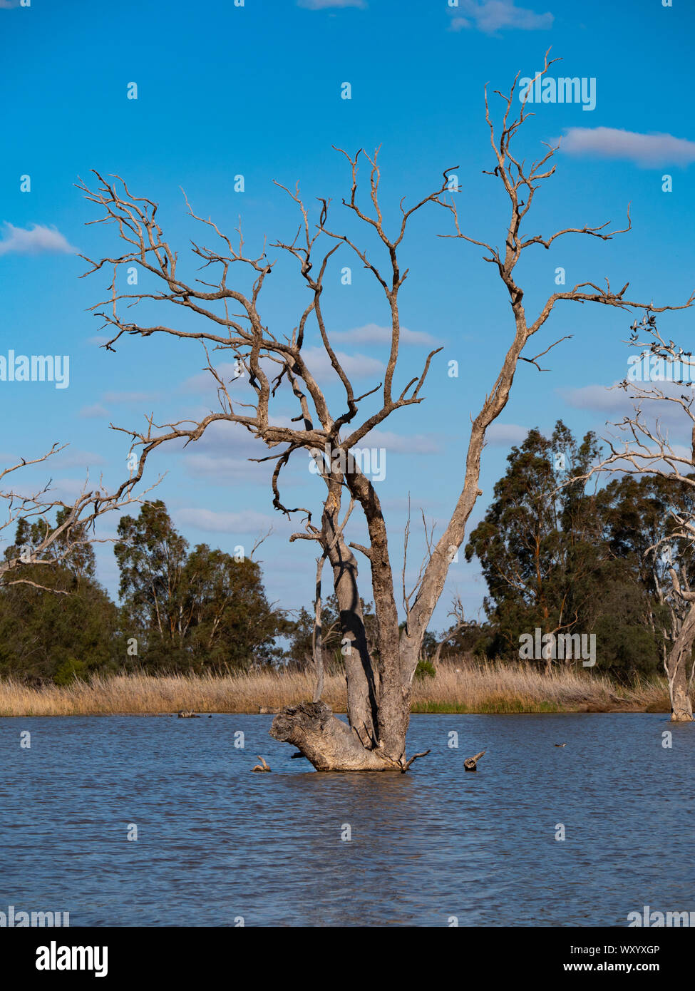 Wetland bird habitat at Warren in outback New South Wales Australia. A popular travel destination from Dubbo. Stock Photo