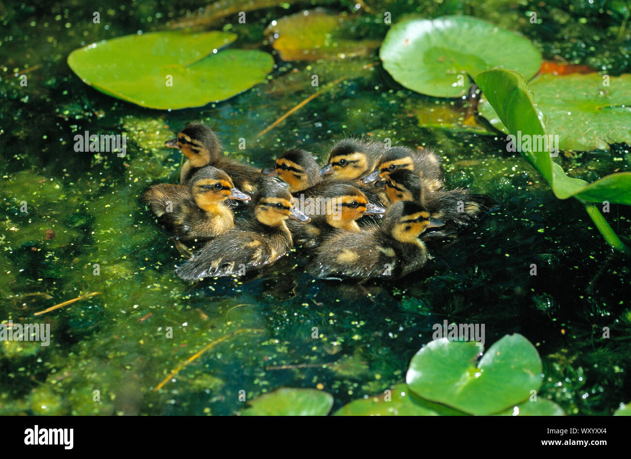 MALLARD ducklings.( Anas platyrhynchos).  Just hatched and swimming on the surface of a pond amongst floating waterlily leaves. Group of nine. Stock Photo