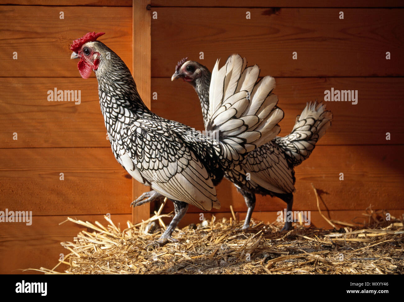 SILVER SEABRIGHT BANTAMS. Ornamental variety. True pair (cock on