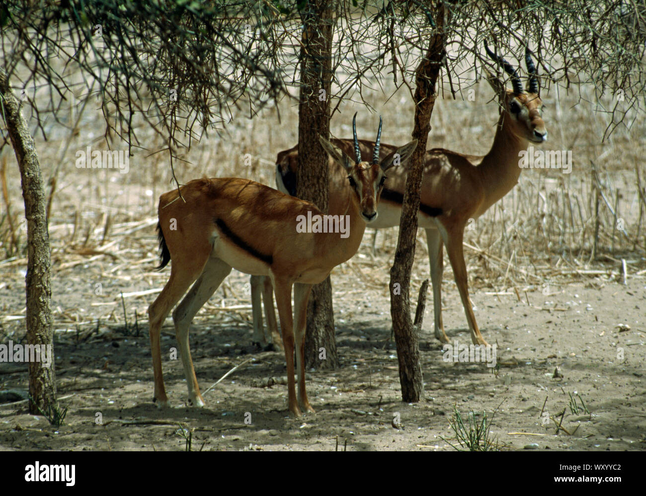 RED-FRONTED GAZELLE Gazella rufifrons pair in captivity (female in front) Senegal, western Africa Stock Photo