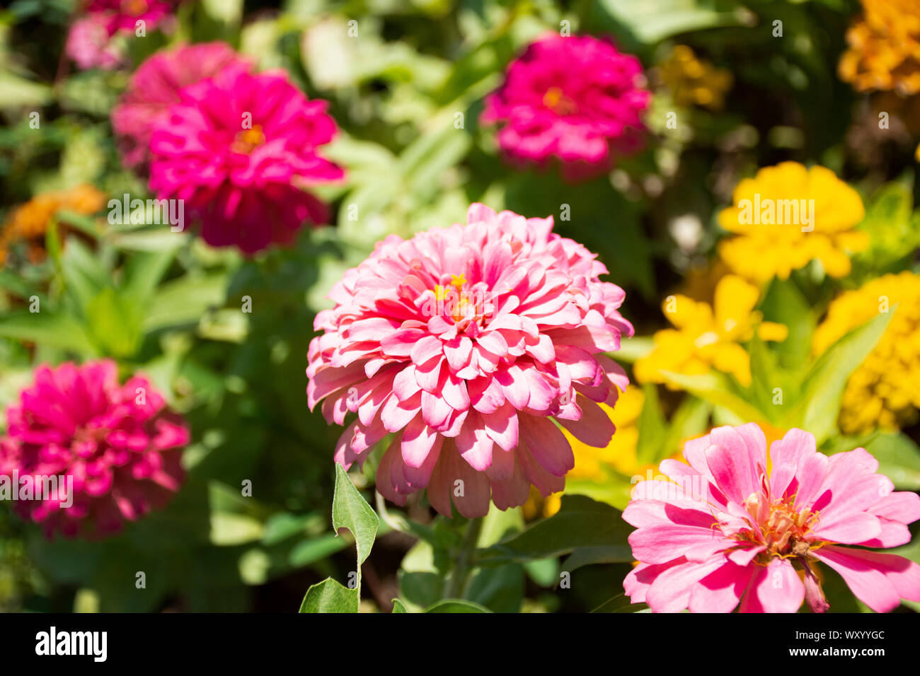 Multicolored flowers in your garden Stock Photo Alamy