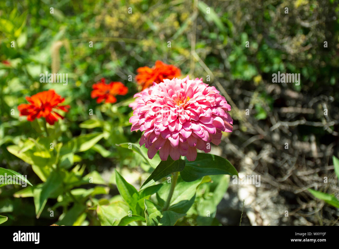 Multicolored flowers in your garden Stock Photo Alamy