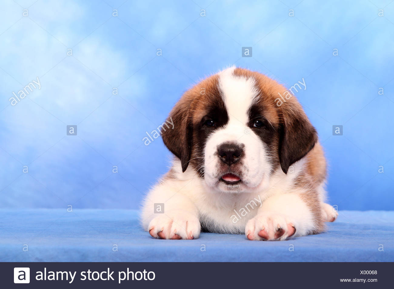 blue st bernard