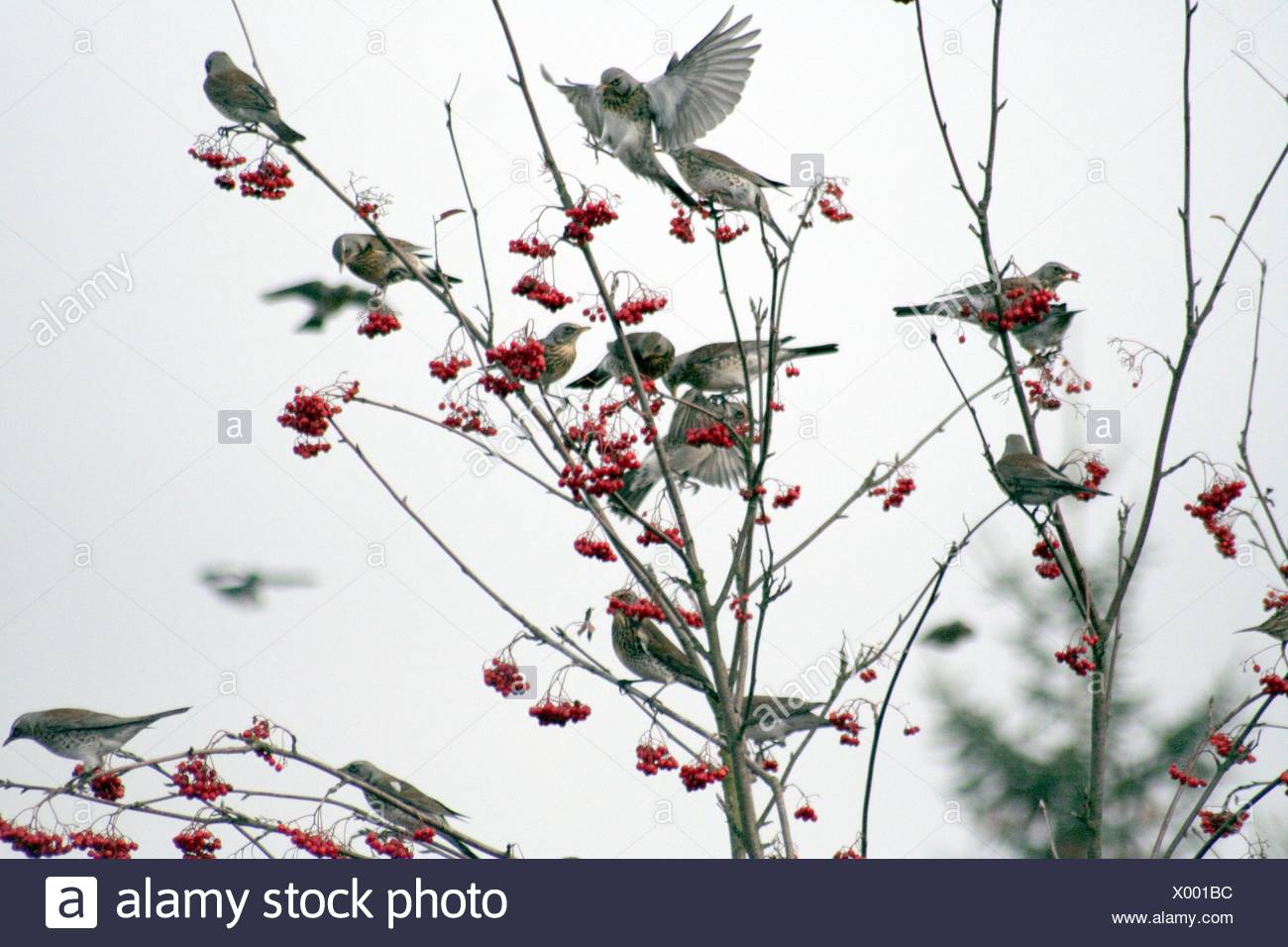 resin visit rowan berries pull rowan berry rowan tree hibernate journey through Stock Photo