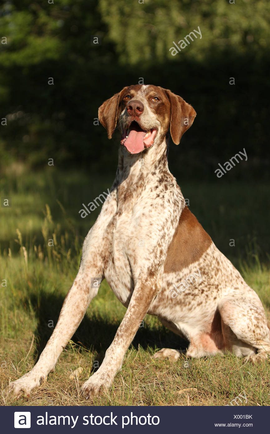 Pointer Mongrel Stock Photos Pointer Mongrel Stock Images Alamy