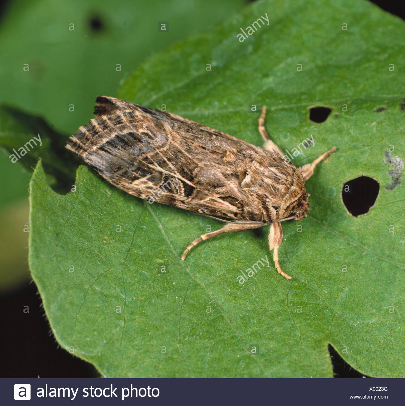 China Cydia Pomonella Insect Sex Pheromone Trap Codling Moth Physical Control
