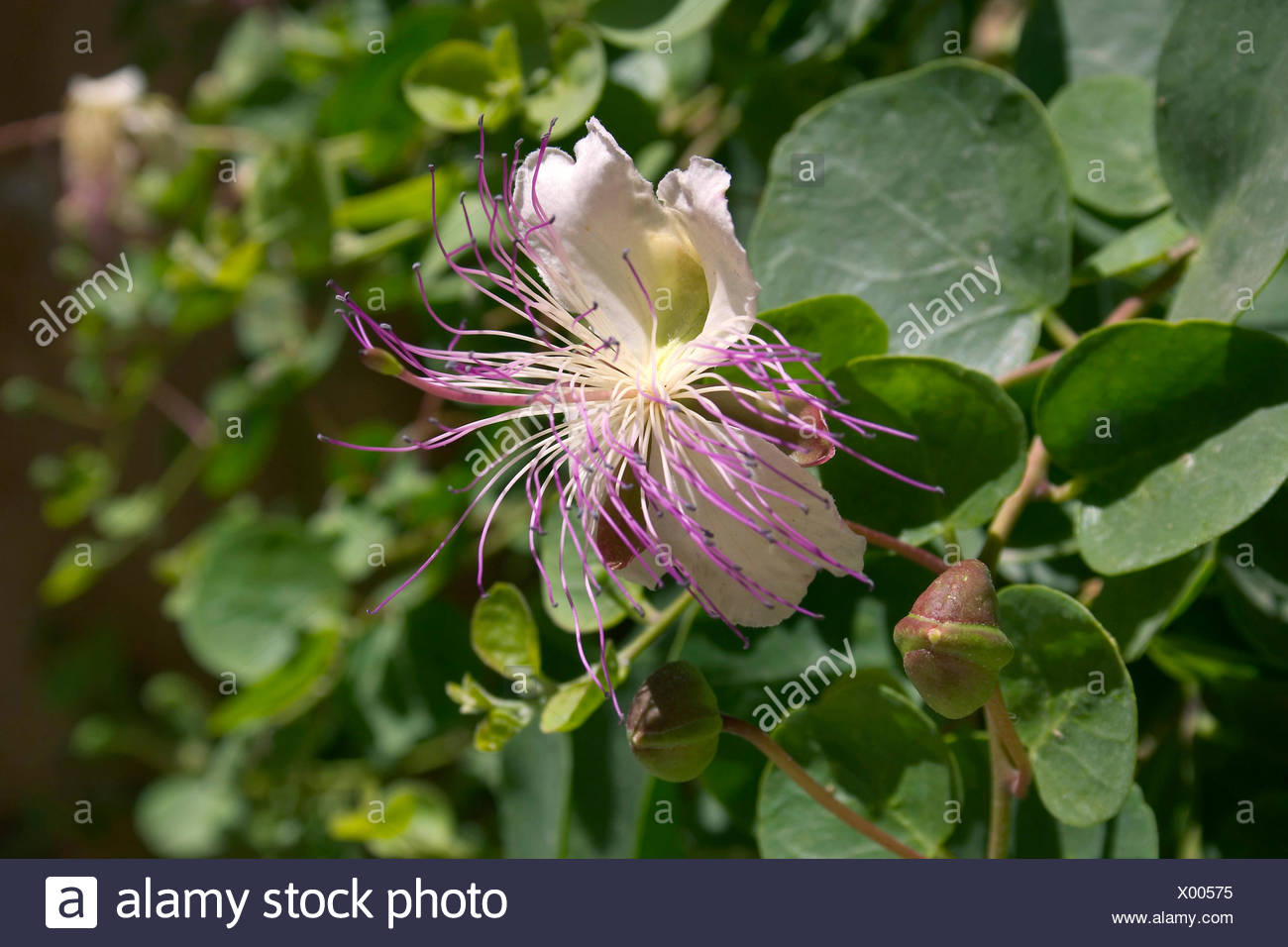 Caper Bush High Resolution Stock Photography And Images Alamy,Best Teriyaki Sauce Recipe