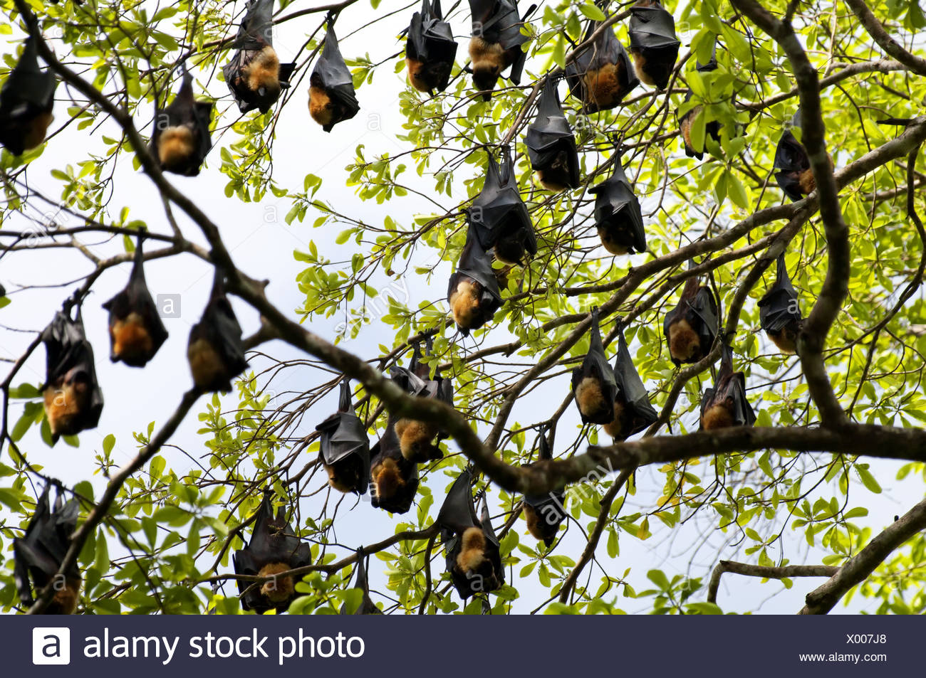 Bats High Resolution Stock Photography and Images Alamy