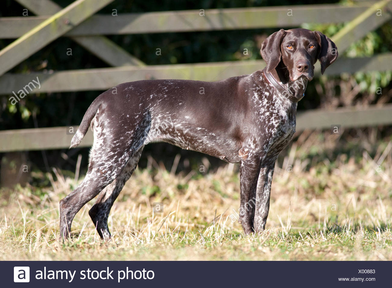 German Short Haired Pointer Dog Uk Standing In Field Alert