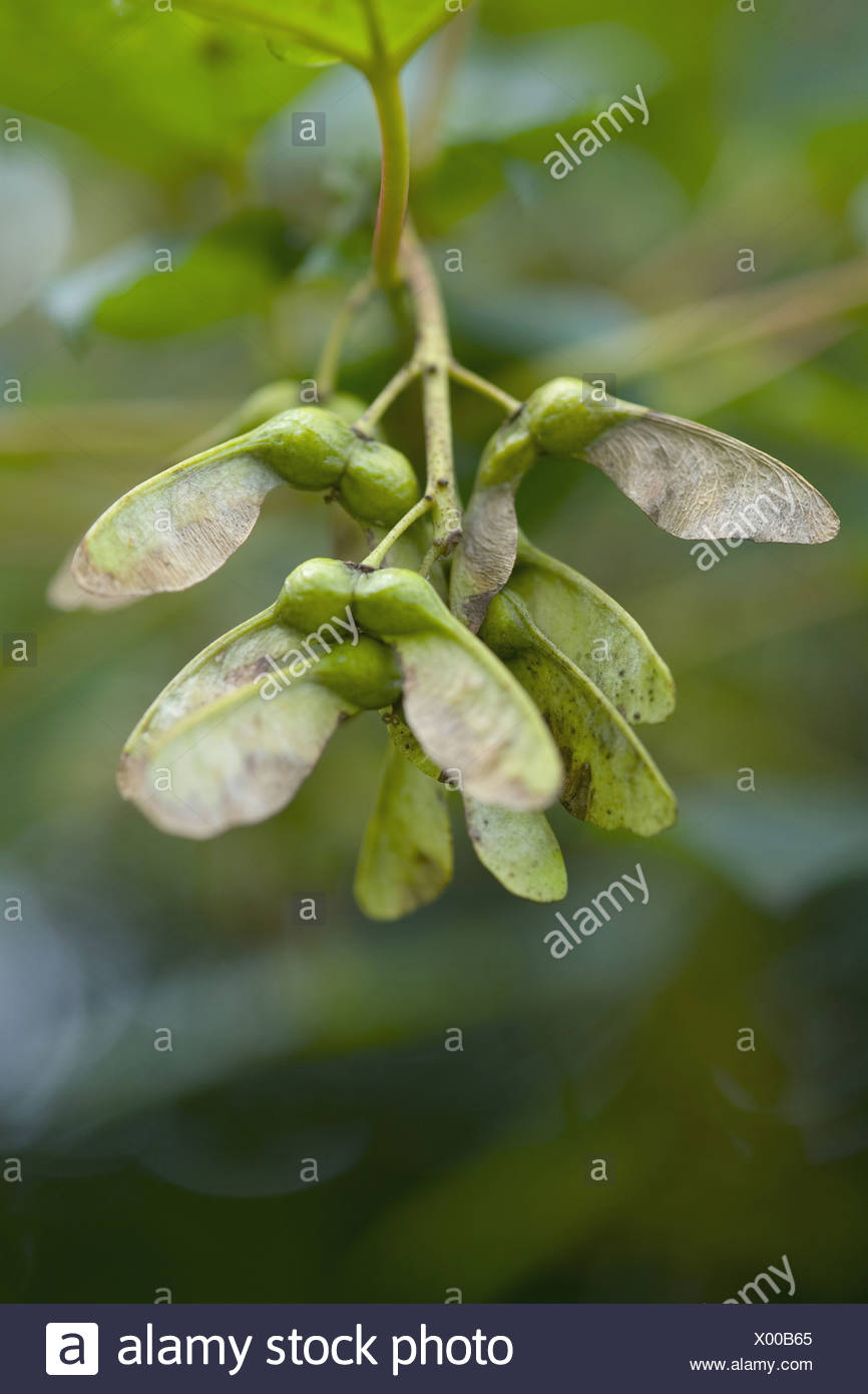 sycamore maple, acer pseudoplatanus Stock Photo