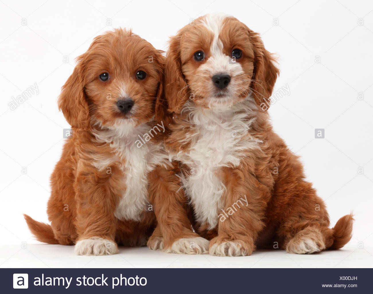 toy cockapoo puppies for sale