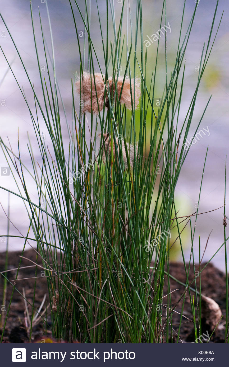 Red Cottongrass Eriophorum russelianum in marshland Stock Photo