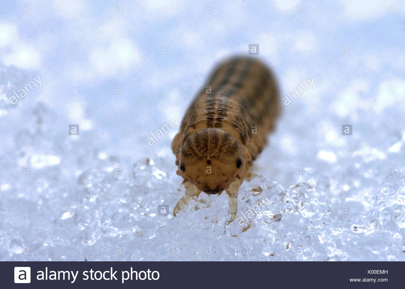 Noctuidae High Resolution Stock Photography and Images - Alamy