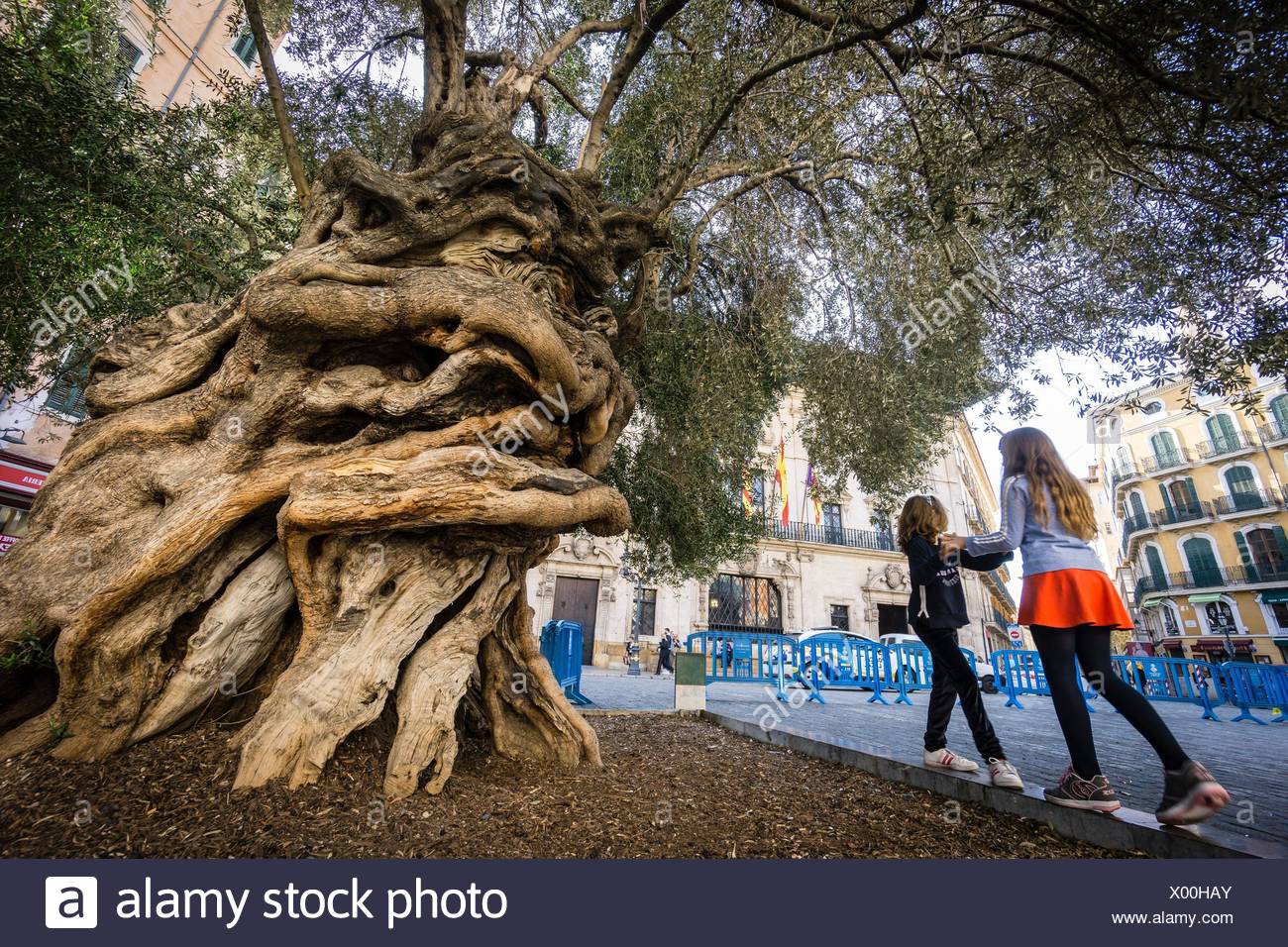 Olivera De Cort Arbol Singular Plaza De Cort Palma Mallorca