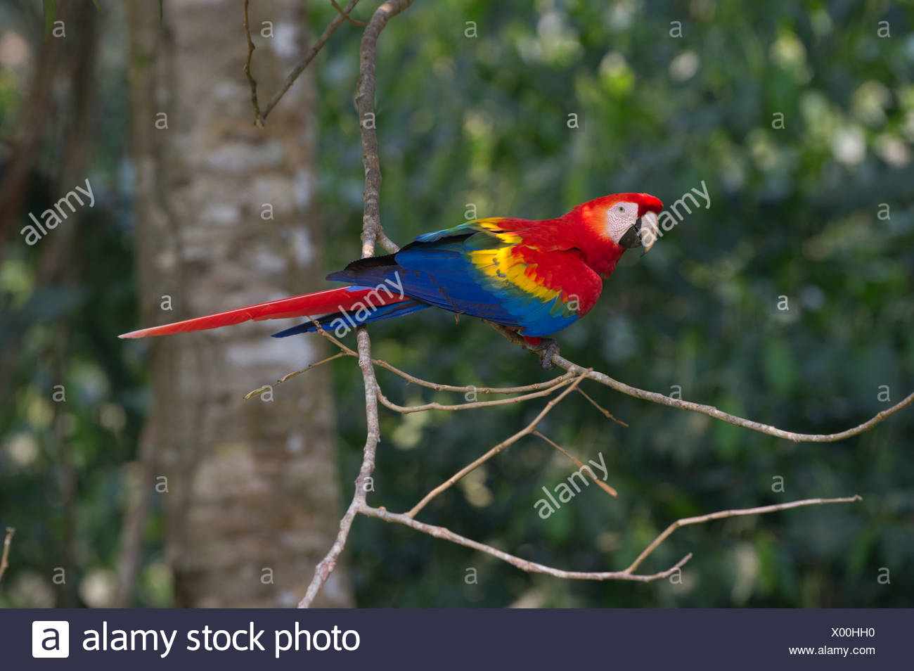 Scarlet Macaw Ara Macao Tambopata Amazon Rainforest Peru Stock