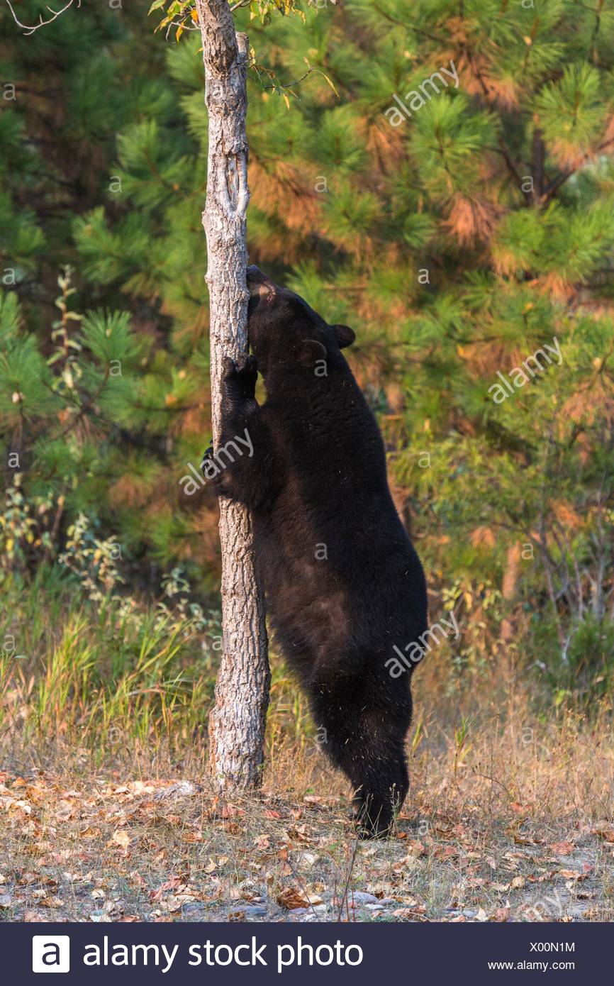 Bear Scratching On Tree High Resolution Stock Photography and Images