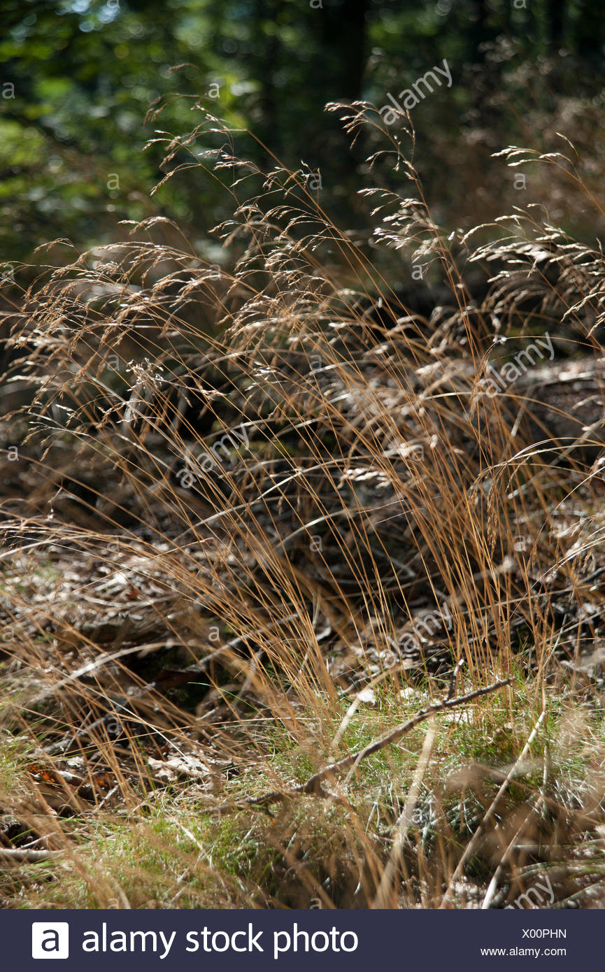 Wavy Hair Grass Deschampsia Flexuosa Stock Photo 275383633 Alamy