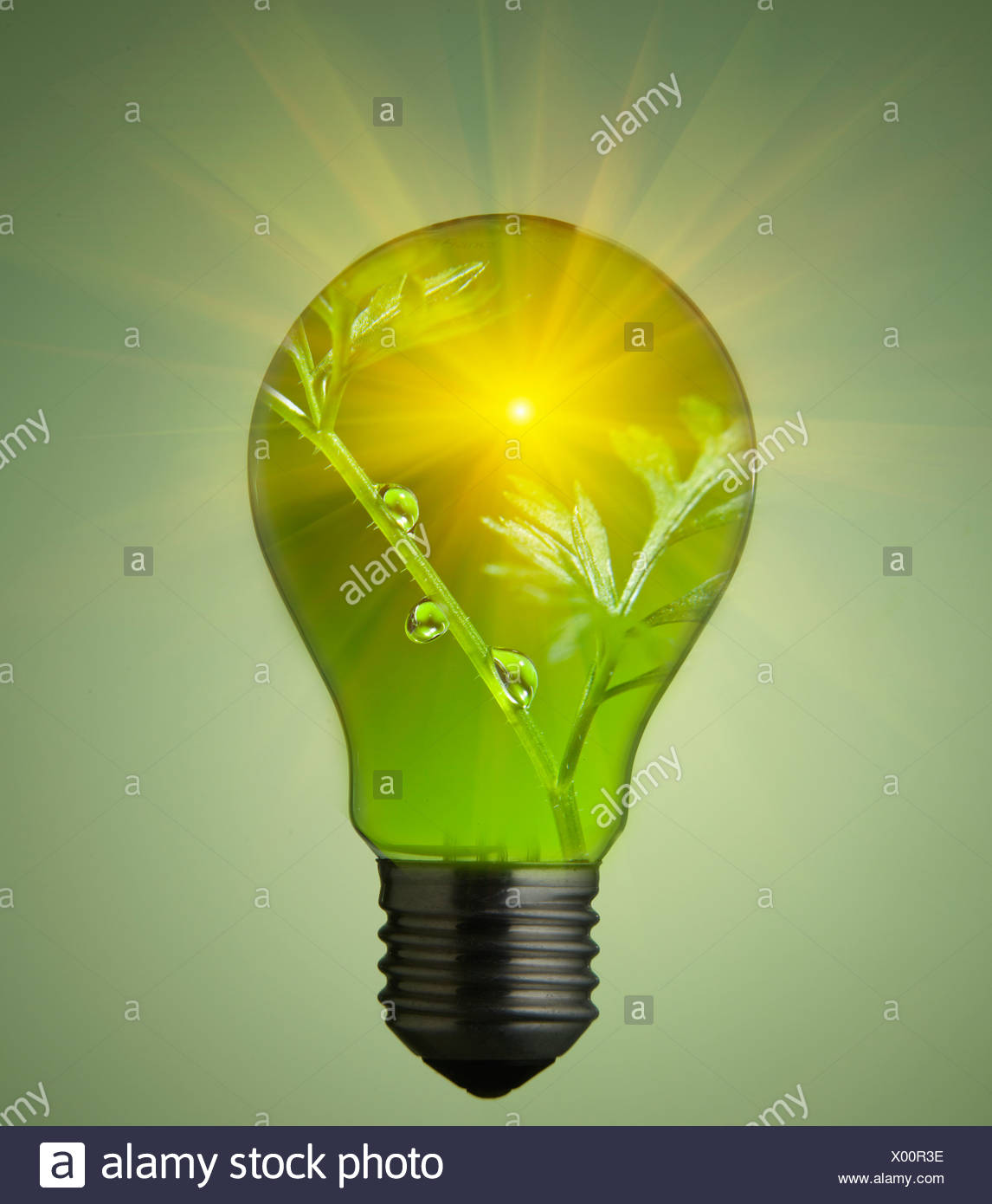 Growing Bulb High Resolution Stock Photography and Images Alamy