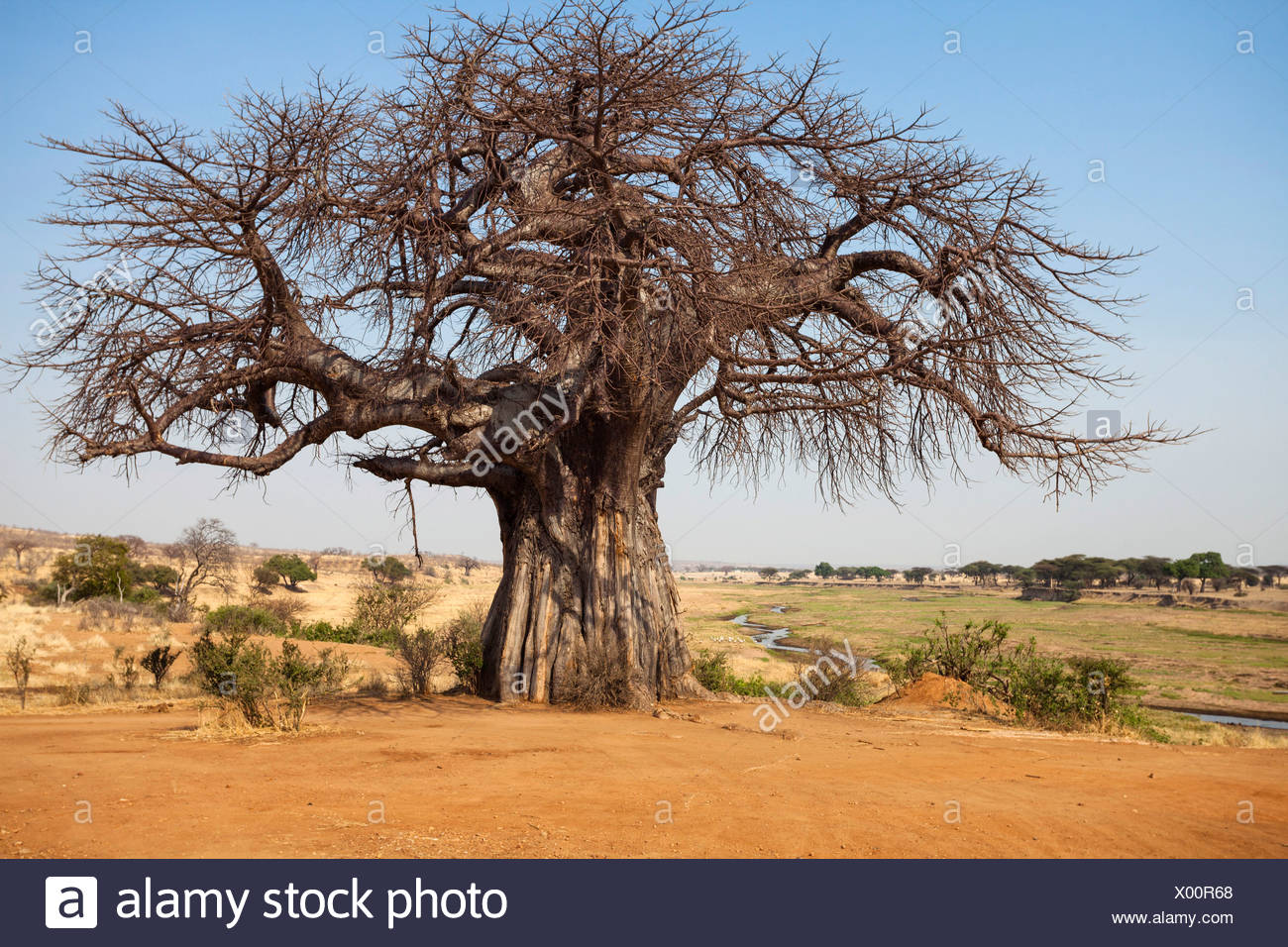 Baobab Tree High Resolution Stock Photography And Images Alamy