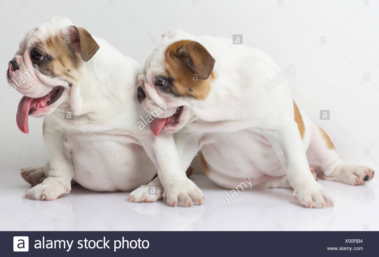 British Bulldog Game Stock Photos & British Bulldog Game Stock Images