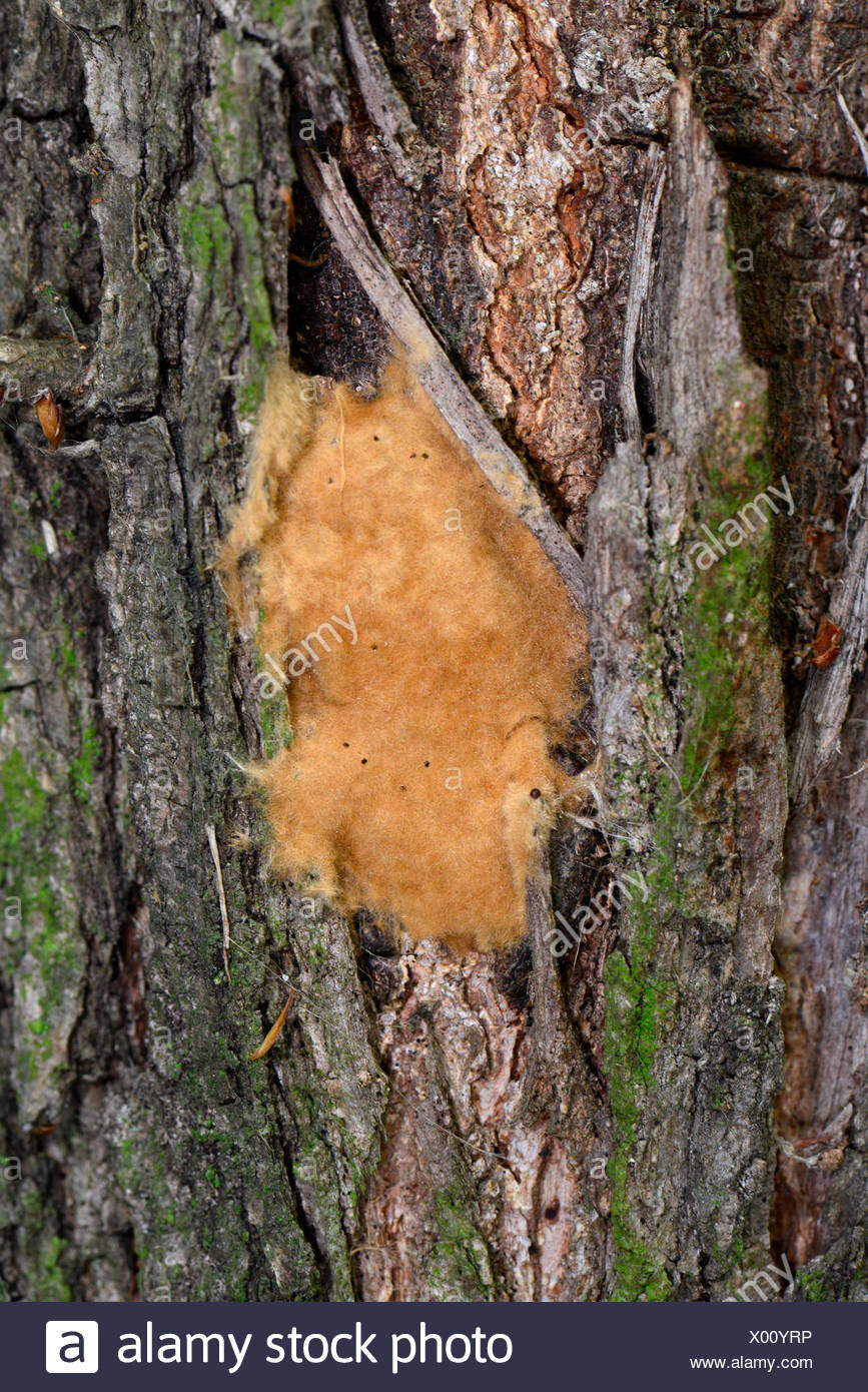 Gypsy Moth Lymantria Dispar Egg Cluster On The Bark Of An Oak Germany Stock Photo Alamy