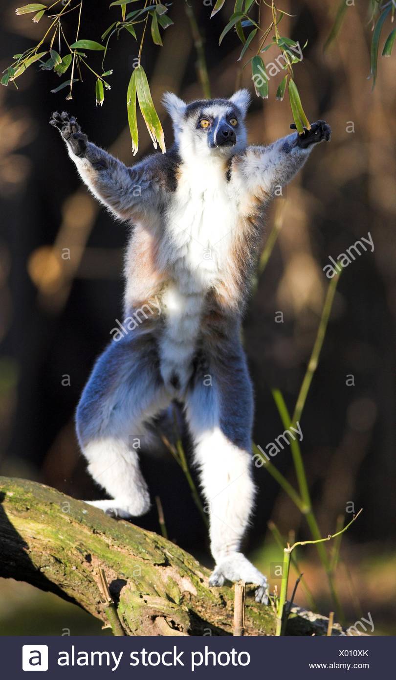 Dancing Lemur High Resolution Stock Photography and Images Alamy