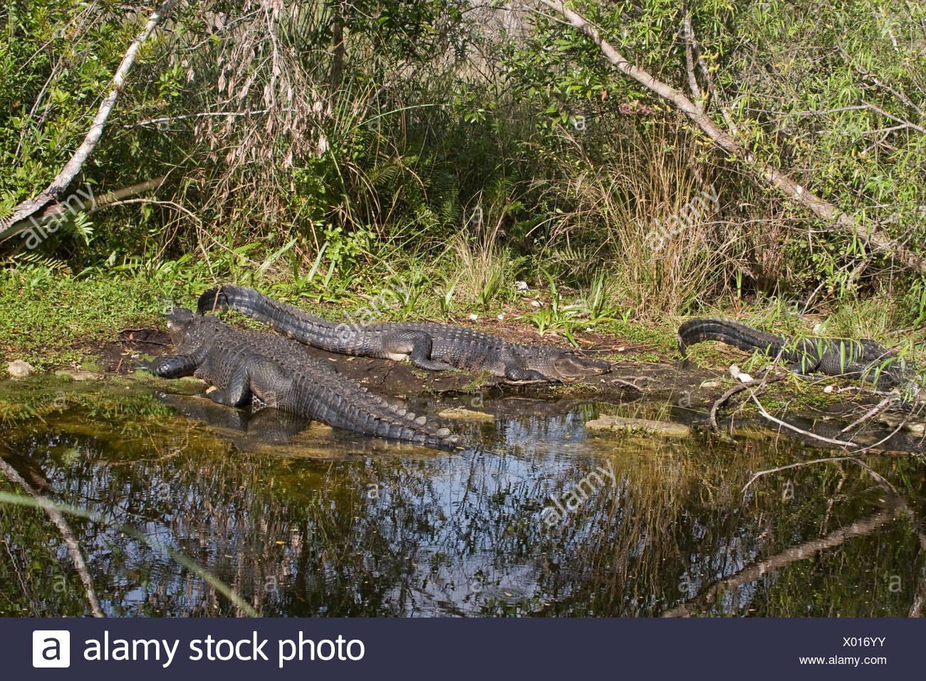 Mississippi River Alligator Stock Photos & Mississippi River Alligator
