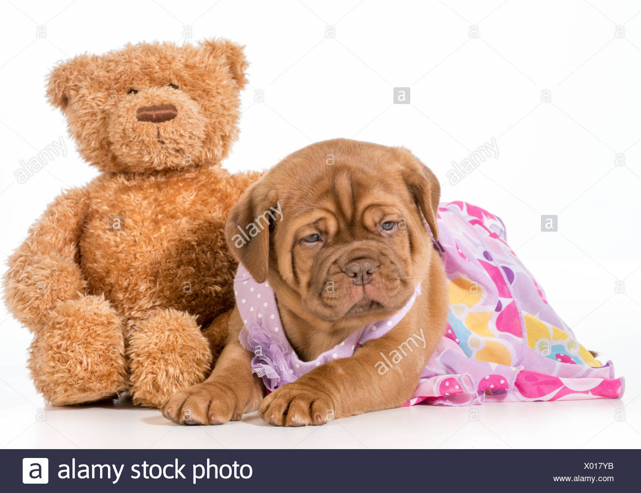 dogue de bordeaux stuffed animal