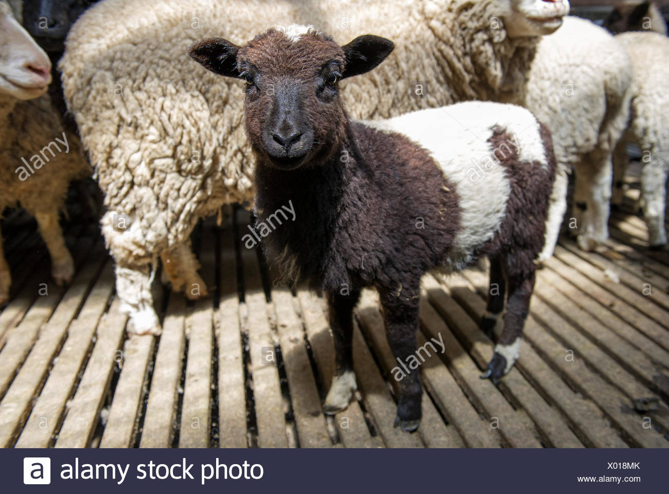 Sheep Shearing Shed Australia Stock Photos &amp; Sheep ...