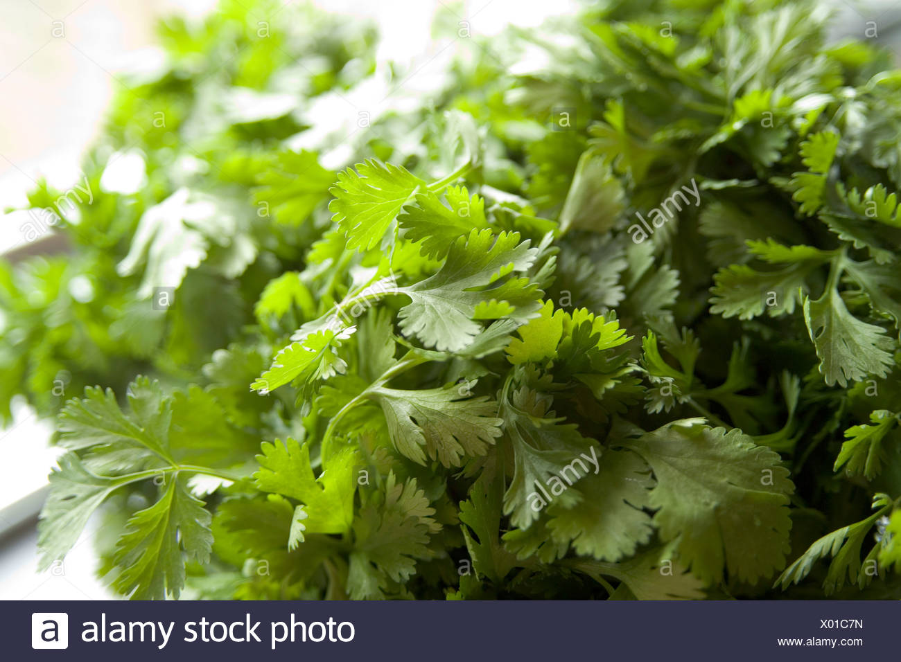Coriander Growing Stock Photos & Coriander Growing Stock Images Alamy