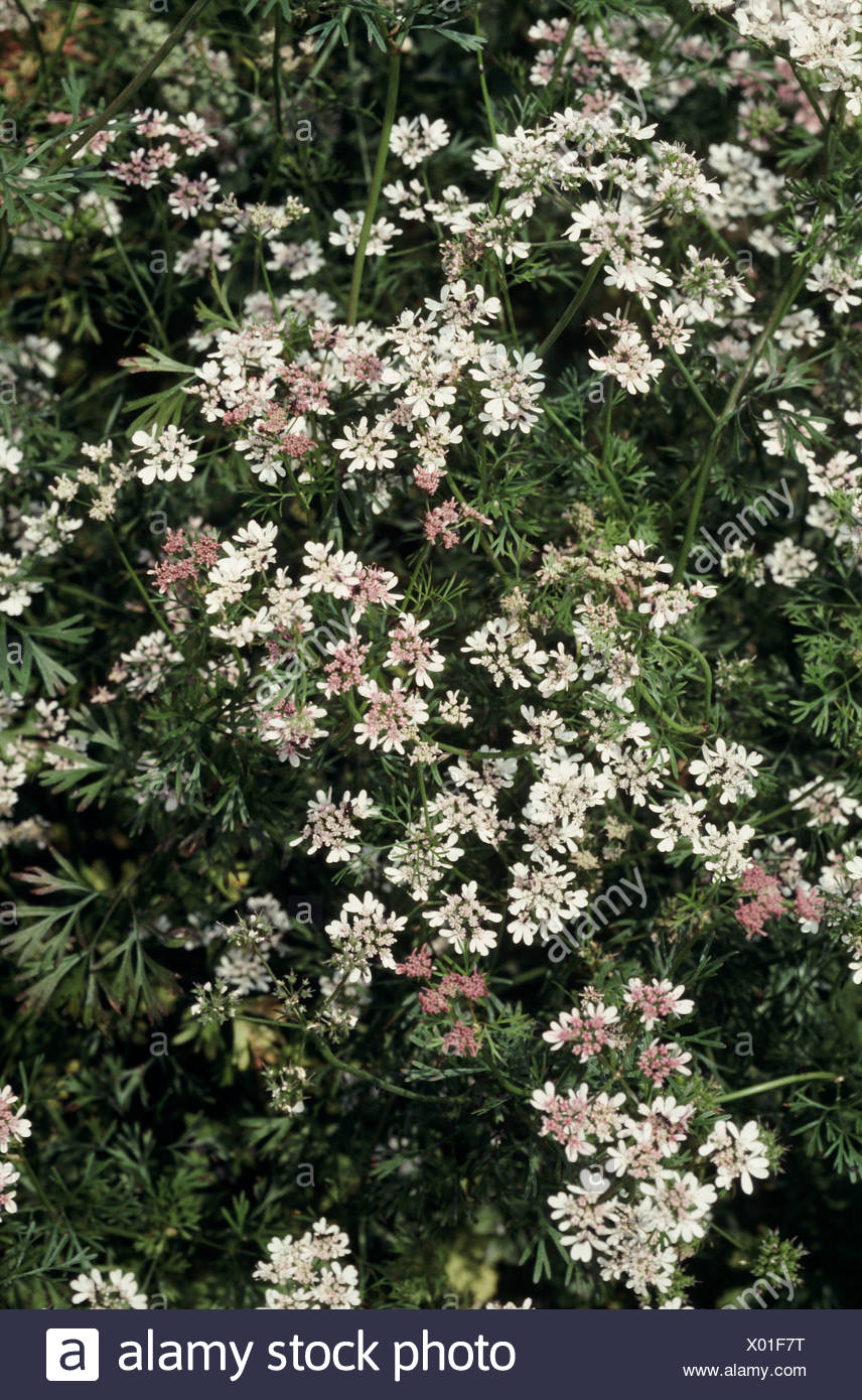 Flowering Coriander Stock Photos & Flowering Coriander Stock Images Alamy