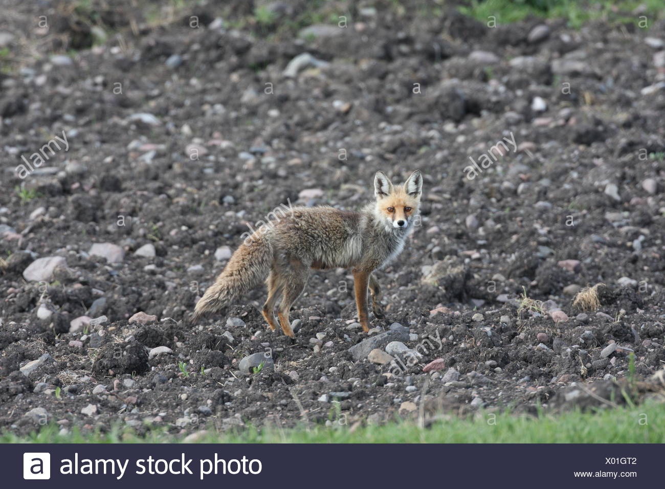 A Red Fox Vulpes Vulpes In Kars Turkey Stock Photo 275401058