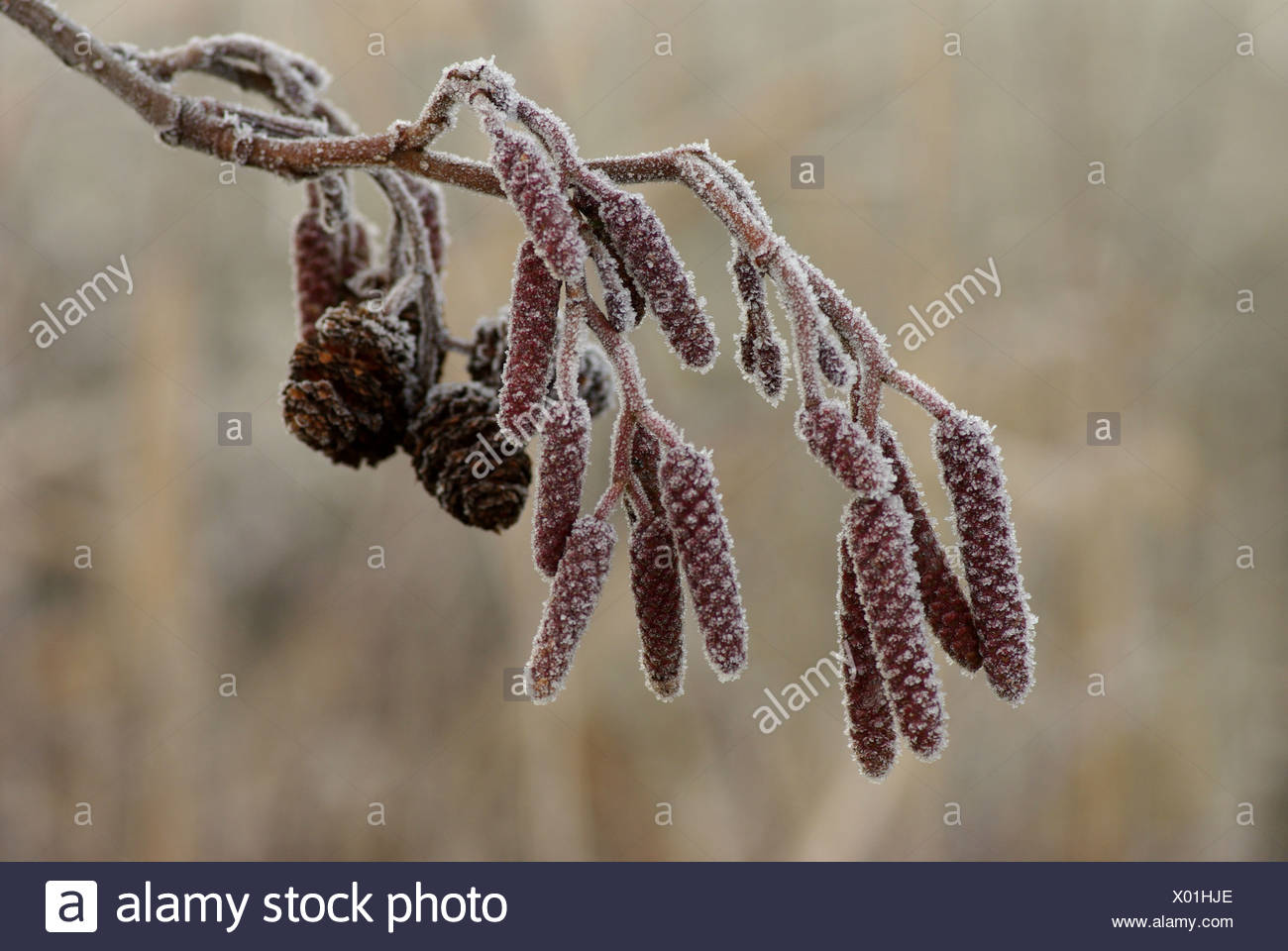 Elzenprop High Resolution Stock Photography and Images - Alamy