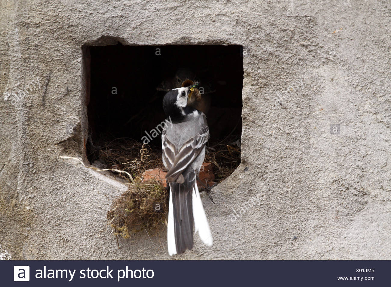 wagtails nest (feeding) Stock Photo