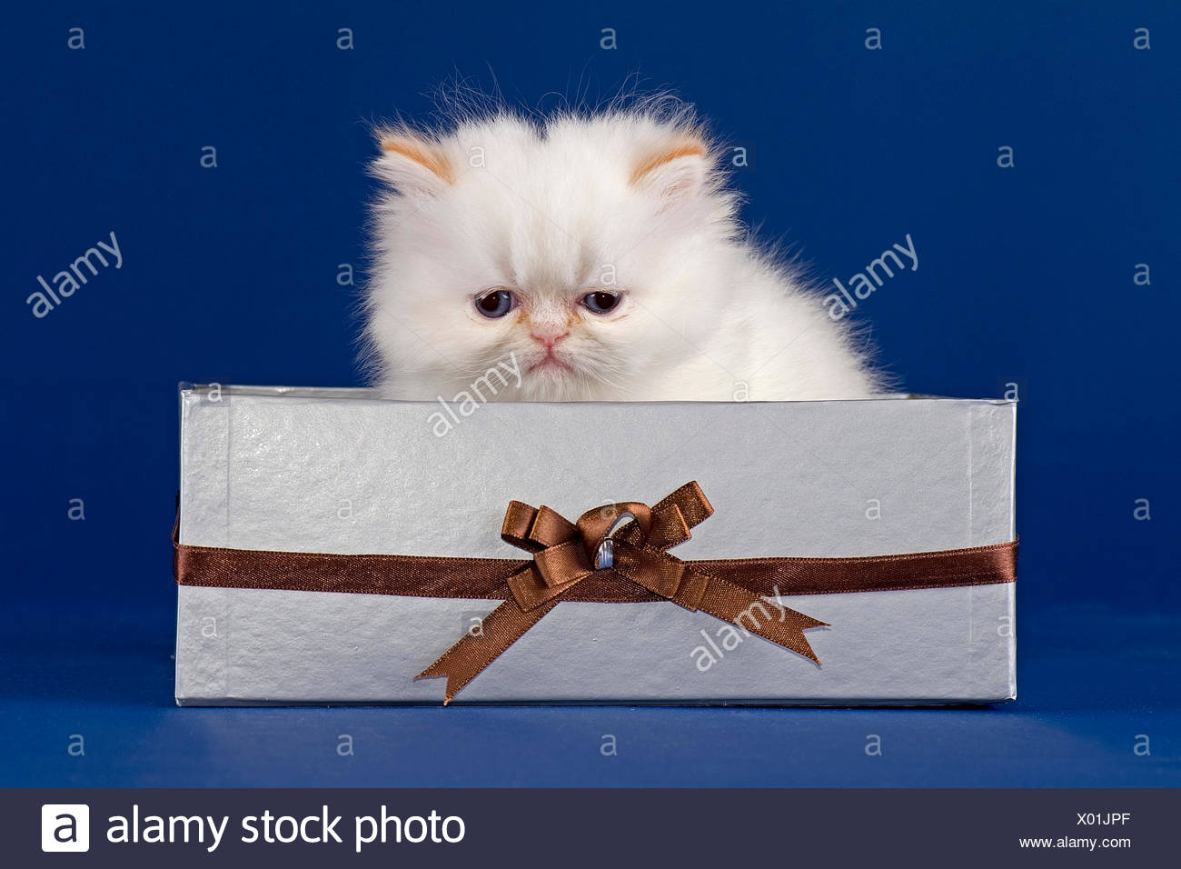 Colorpoint Persian Cat Red Point High Resolution Stock Photography And Images Alamy Colorpoint Persian Cat Red Point High Resolution Stock Photography And Images Alamy