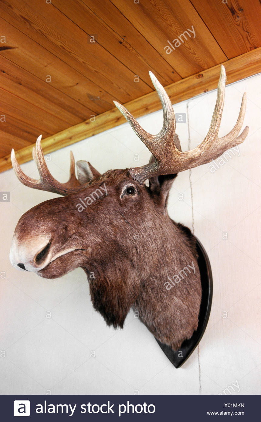 stuffed elk head