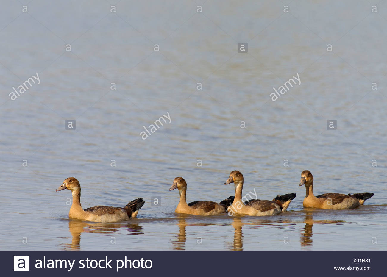 Egyptian Geese (Alopochen aegyptiaca), four young, Sunset Dam, Kruger National Park, South Africa Stock Photo