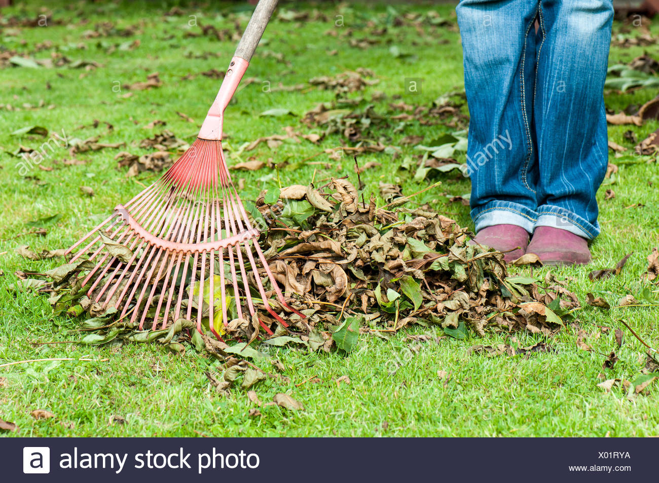 Woman Raking Leaves High Resolution Stock Photography and Images Alamy