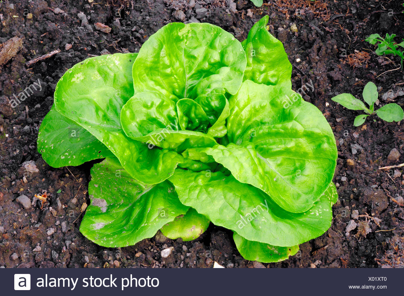 Butterhead Stock Photos & Butterhead Stock Images Alamy